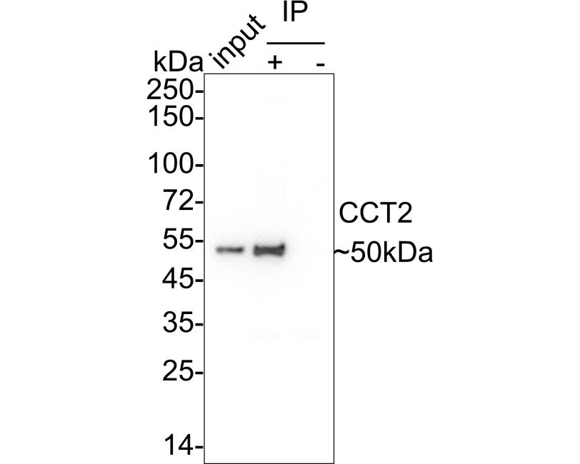HRP Conjugated Anti-rabbit IgG