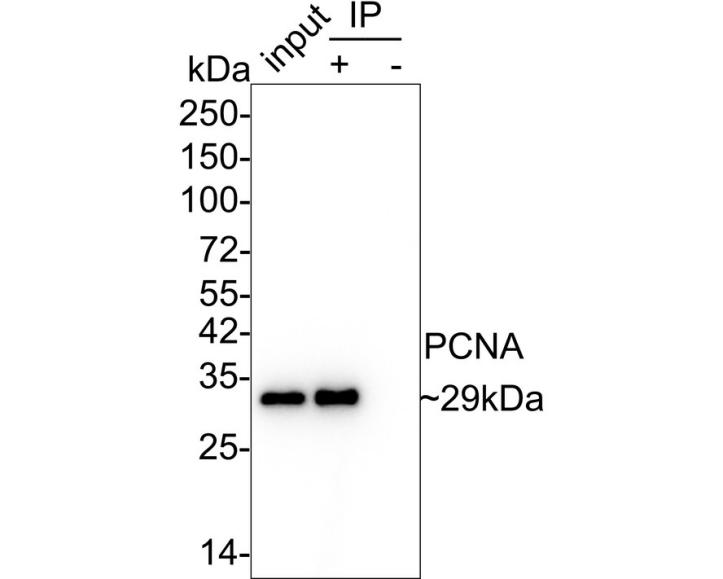 HRP Conjugated Anti-mouse IgG