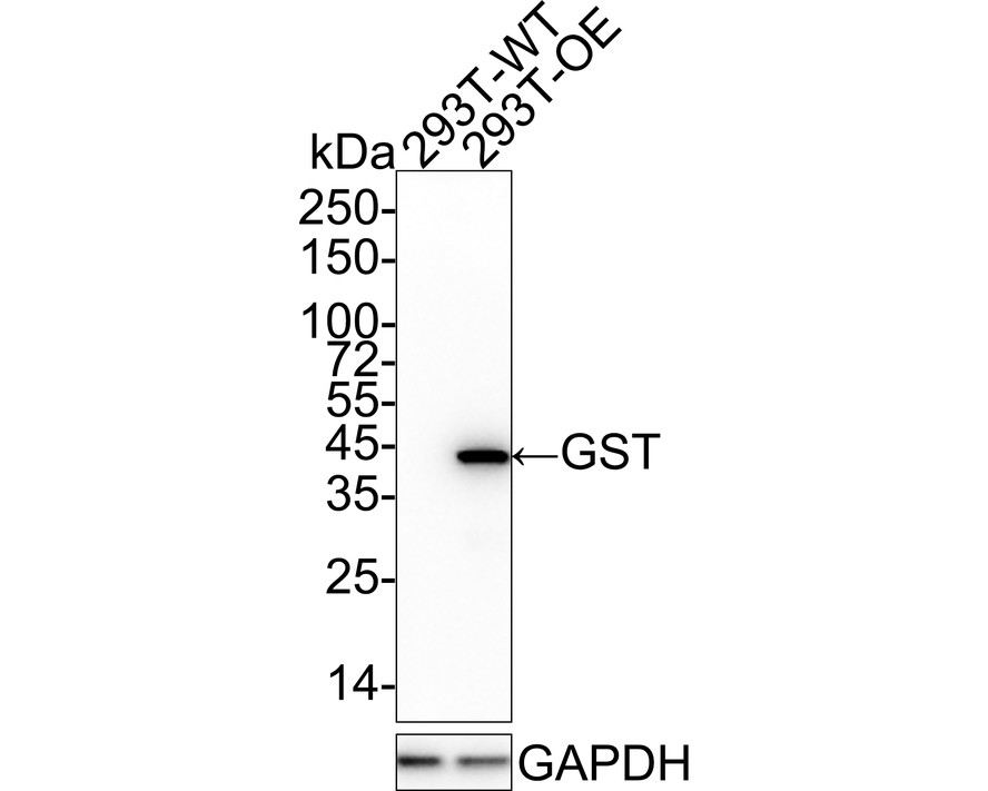 GST Mouse Monoclonal Antibody