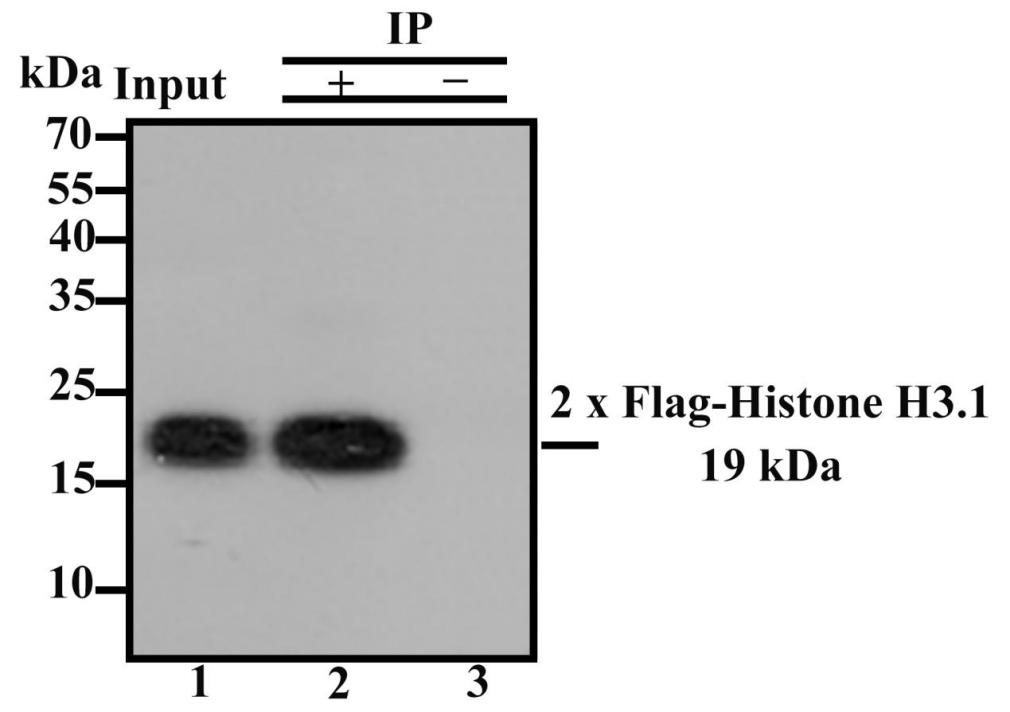 DYKDDDDK Tag (FLAG) Mouse Monoclonal Antibody