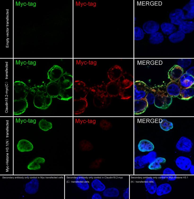 Myc tag Rabbit Polyclonal Antibody