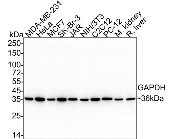 GAPDH Mouse Monoclonal Antibody