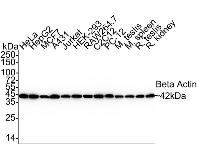 beta Actin Mouse Monoclonal Antibody