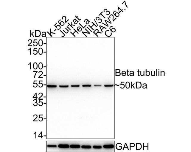 beta Tubulin Mouse Monoclonal Antibody