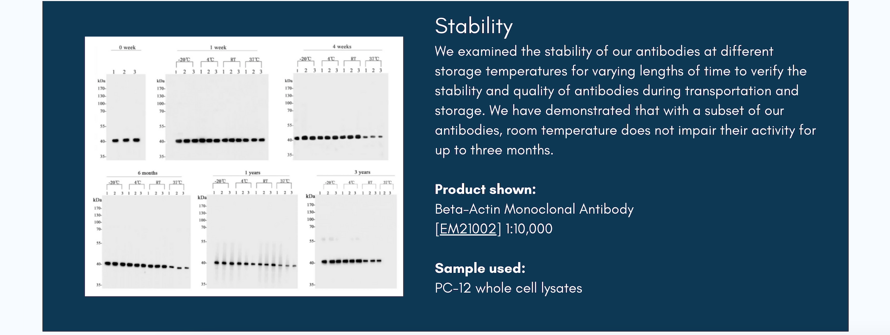 HUABIO抗体安定性データパネル — ベータアクチンモノクローナル抗体の異なる保存温度における安定性
