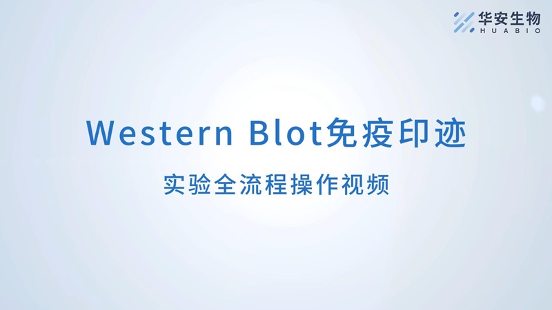 要WB的封面-封面.jpg