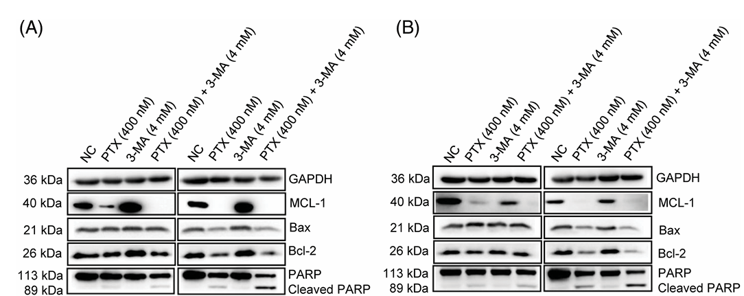 Wu Xiaoqi,et al-2.png