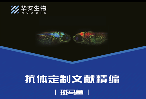 斑马鱼抗体定制文献精编-封面.png