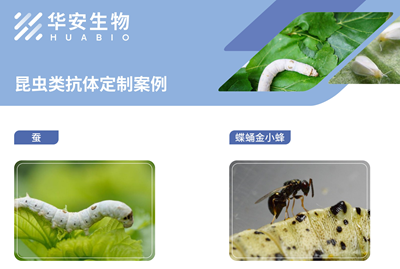 昆虫定制单页封面.png