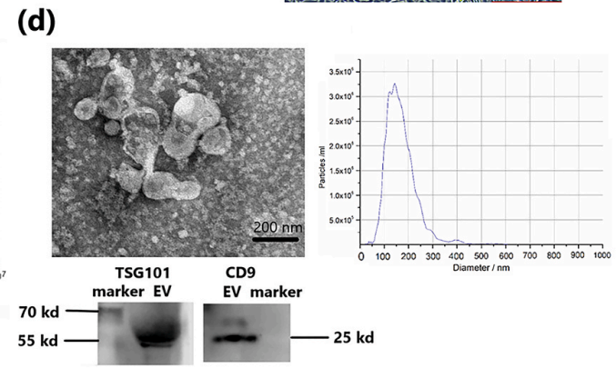 Yang Yutao,et al-2.png