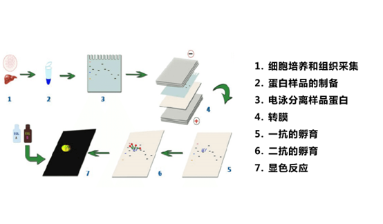 1 蛋白质印迹法（免疫印迹试验）.png