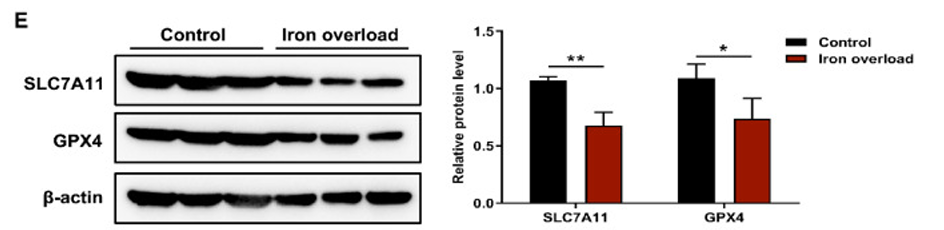 Zhao Jing,et al-6.png