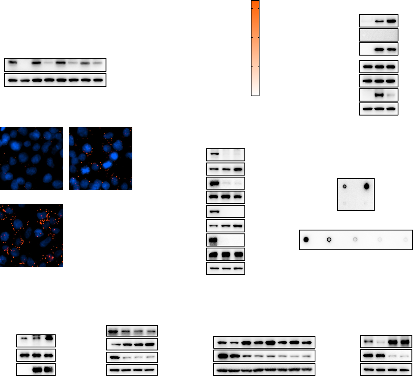huabio_1147_202108230202299006.png