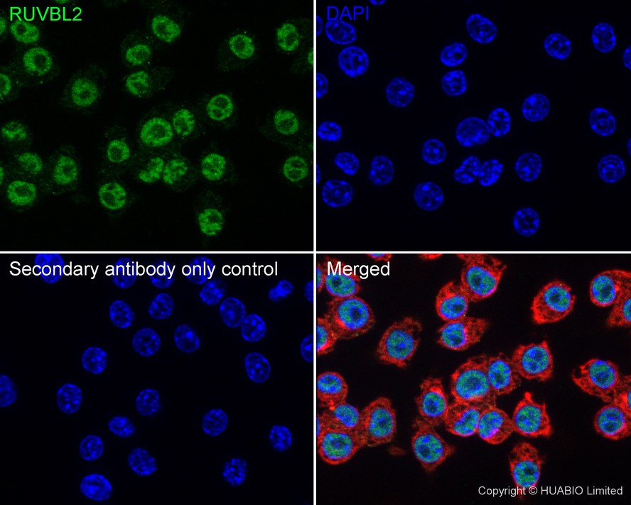 RUVBL2 Recombinant Antibody [A1E12-R] - Rabbit IgG (Chimeric)