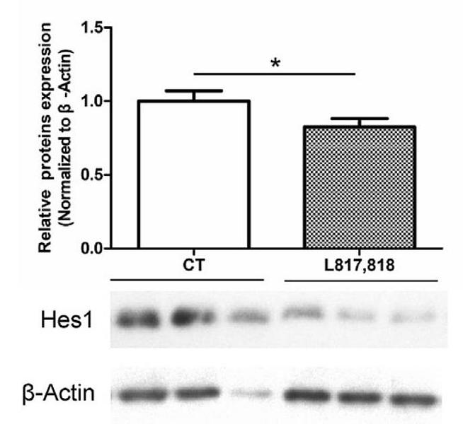 31733832 HA722023.jpg