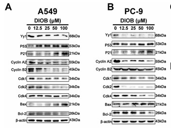 Zhao Jinquan,et al-1.png