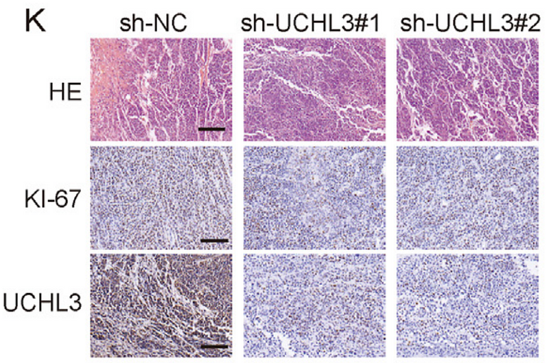 36527747 ET1609-34.jpg