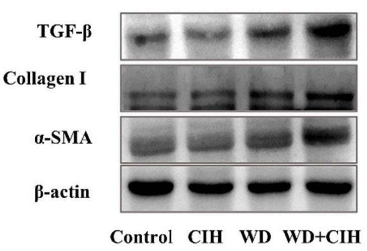 33785339 ET1607-43.jpg