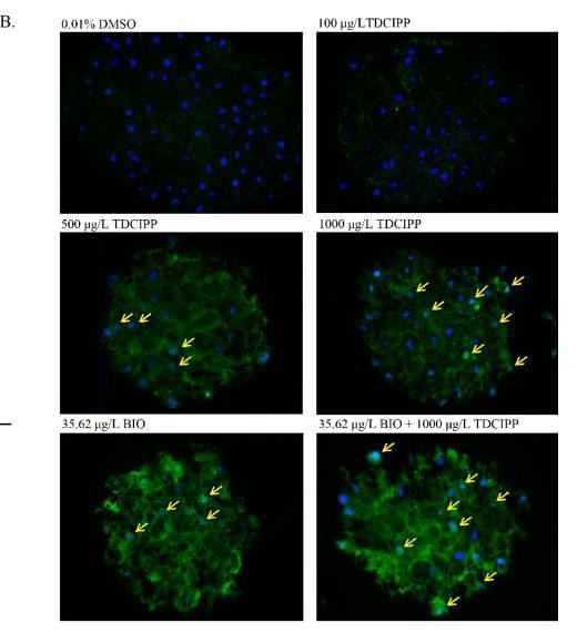 37267805 0407-16.jpg