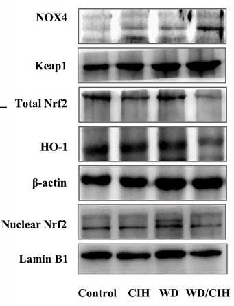 33785339 ET1606-27.jpg