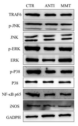 36139873 ET1601-4.png