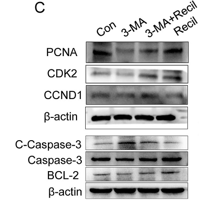 35525303 ET1605-38 WB.png