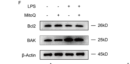 33752110 EM21002.png