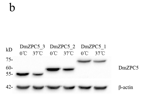 30715292 EM21002.png