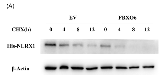 36217277 HA722023.png