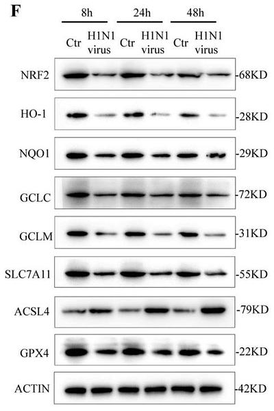 37146698 ER1803-15.jpg