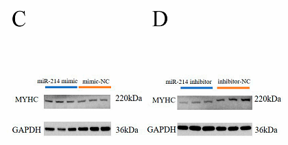 33255823 HA721136.png