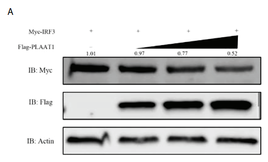 36172355 EM21002.png