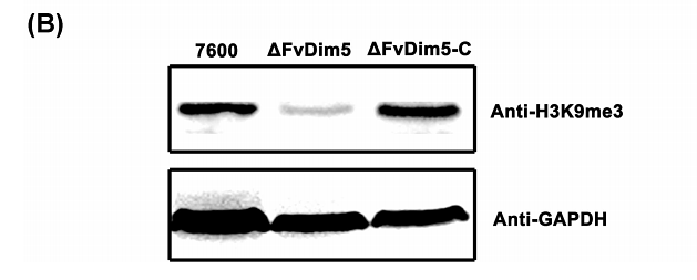 28957455 ET1601-4.png