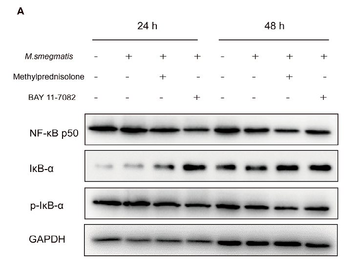 36985341 ET1601-4.png