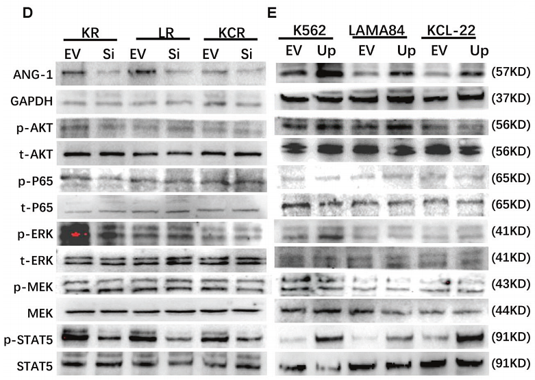 36385374 ET1601-29.png