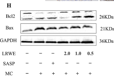 Wang Yingying,et al-6.png