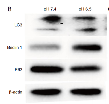 35116899  HA722023.png