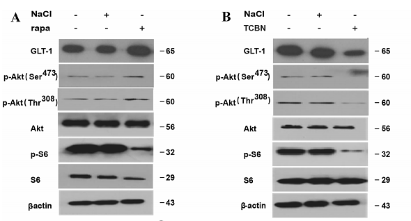 36436003 EM21002.png