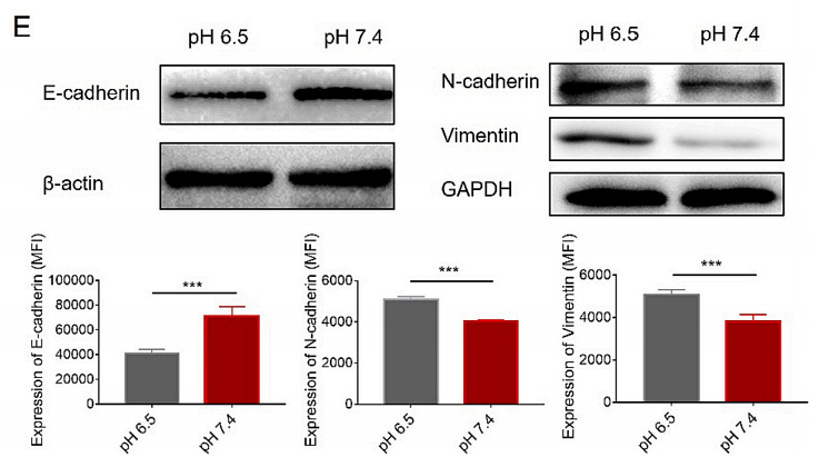 36356942 ET1607-75.png