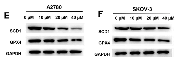 35526323 ET1601-4.png