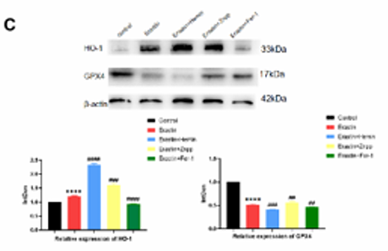 Zhao Jingyuan,et al-1.png