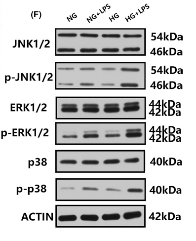 34190354 ET1601-29.png