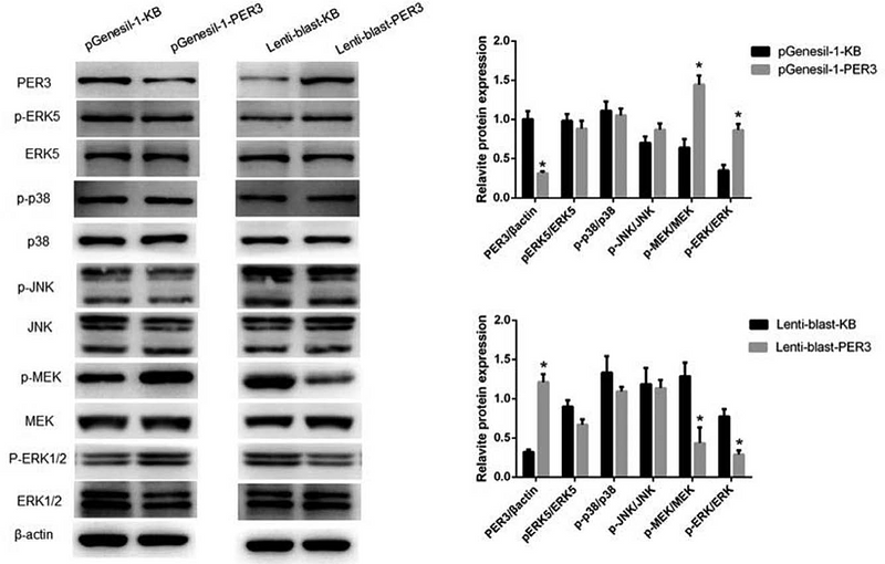 36278918 ET1601-29.png