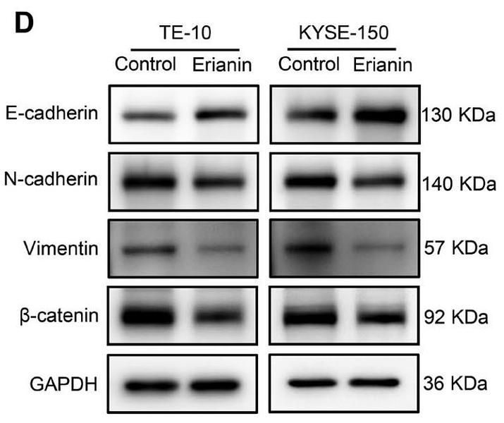 37099024 ET1607-75.jpg