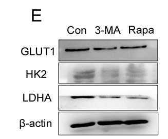 35525303 ET1601-10 WB.png