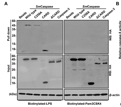 33794278 EM21002.png