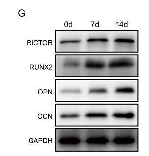 35341776 ET1601-4.jpg