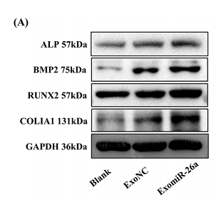 37195490 ET1601-4.png