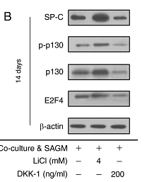 37346406 EM21002.png