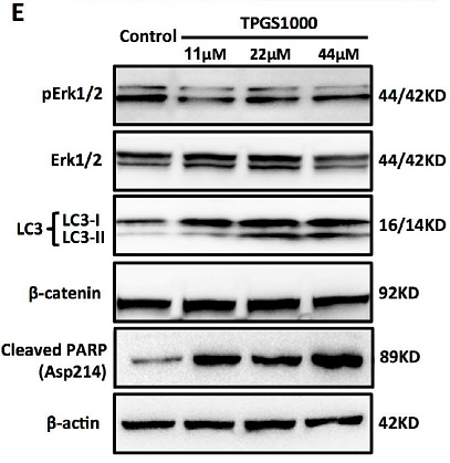 31986488 ET1701-65.png